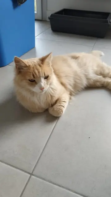 chatte reunited   85600 Montaigu-Vendée Maya