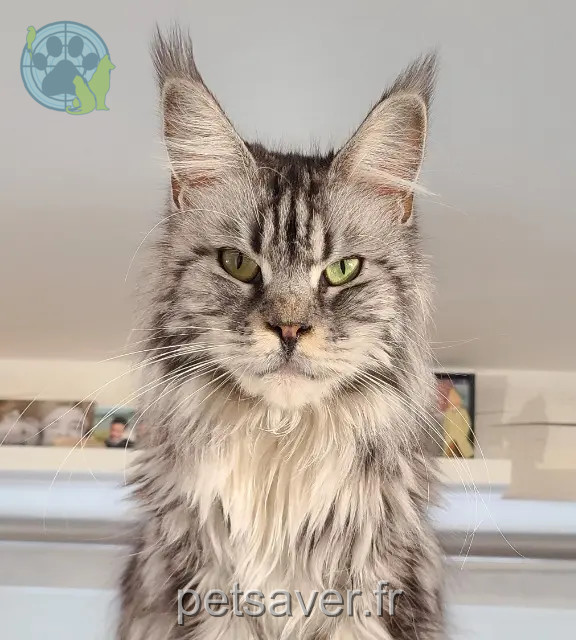 chatte reunited 85600 Montaigu-Vendée Raiponce