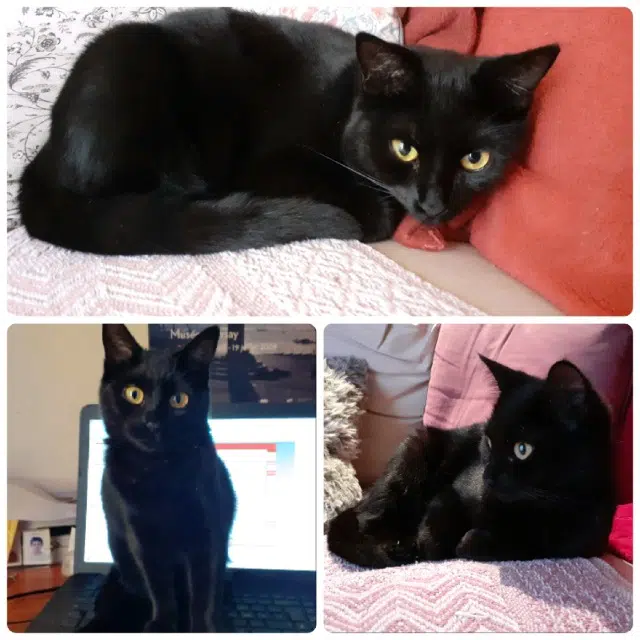 chatte reunited   85200 Fontenay-le-Comte Myrtille