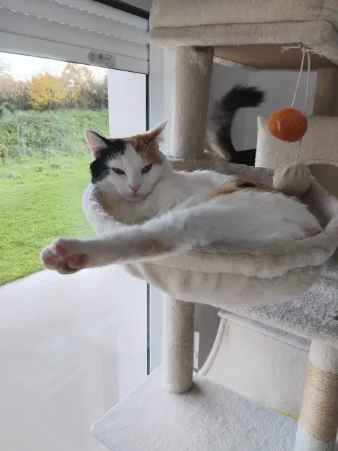 chatte reunited   85170 Le Poiré-sur-Vie Nala