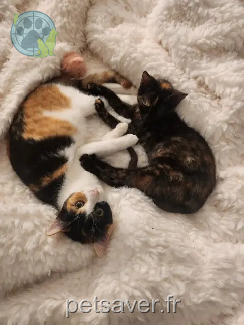 chatte reunited Les Sables-d'Olonne Neige