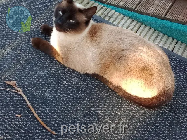 chatte reunited   85220 Coëx Pinup