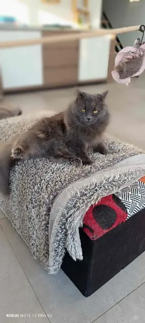 chatte reunited    Les Sables-d'Olonne Plumette