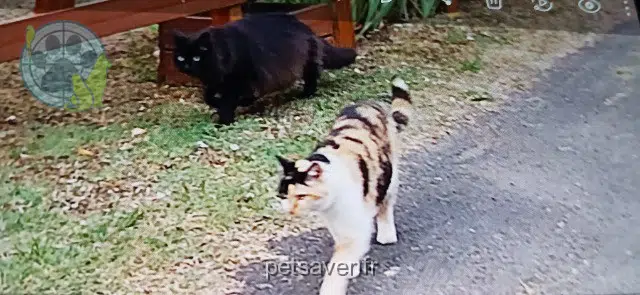 cat reunited   85270 Saint-Hilaire-de-Riez Ruby