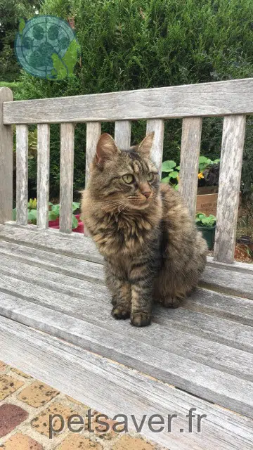 chatte reunited 85330 Noirmoutier-en-l'Île Savane