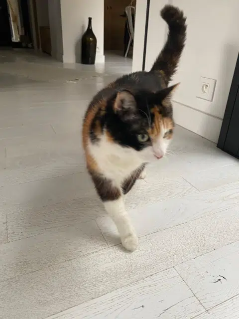 chatte reunited    Les Sables-d'Olonne Siboullette