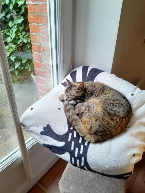 chatte reunited   85190 Maché Sloï