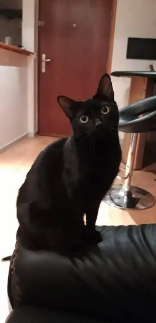 chatte reunited   85440 Talmont-Saint-Hilaire Blackjack