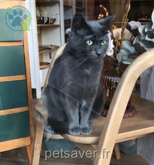 cat reunited   85520 Saint-Vincent-sur-Jard Tresor
