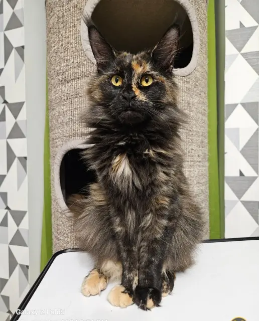 chatte reunited   85270 Saint-Hilaire-de-Riez Ulla alise Umi