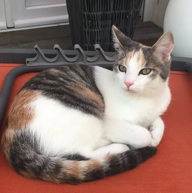 chatte reunited    Les Sables-d'Olonne Urbane