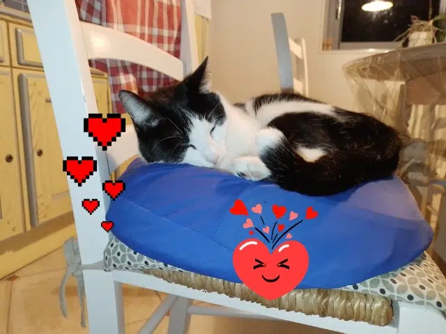 chatte reunited   85120 Saint-Maurice-des-Noues Uria