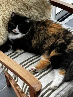 chatte reunited   85400 Luçon VICTORIA mais repond au nom de Minouche