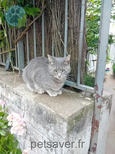 chatte reunited 86160 Gençay Cassie