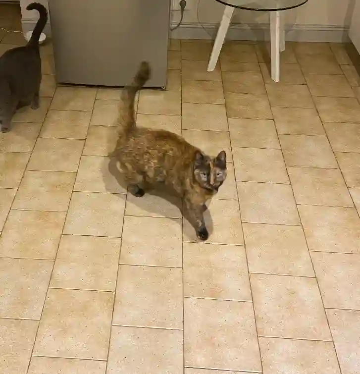 Chatte Trouvée 86 Vienne - Esya Chatte Trouvée 86 Vienne - Esya