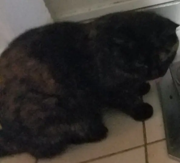 chatte reunited   86140 Scorbé-Clairvaux Lilou