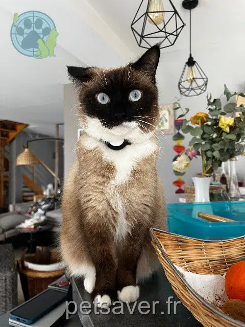 chatte reunited   86800 Jardres Mia