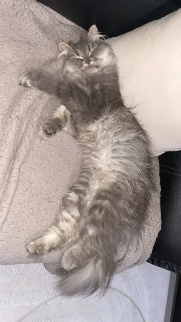 chatte reunited   86100 Châtellerault Minou