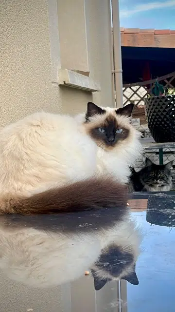 chatte reunited   86600 Jazeneuil Ohana