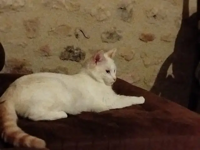 chatte reunited   86000 Poitiers June