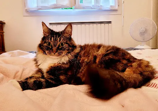 Chatte Perdue 86 Vienne Poitiers - Pristy Chatte Perdue 86 Vienne Poitiers - Pristy
