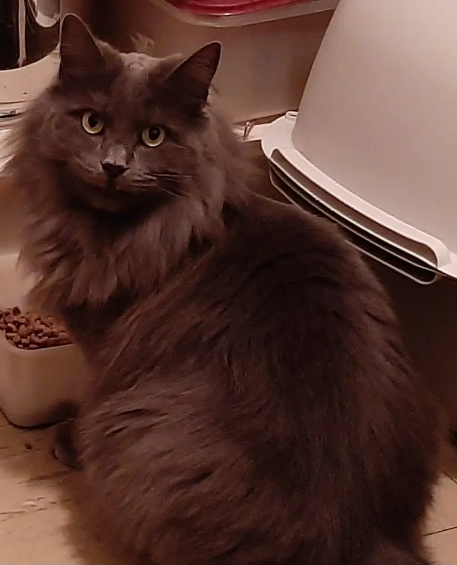 Chatte Perdue 86 Vienne Poitiers - Shana Chatte Perdue 86 Vienne Poitiers - Shana