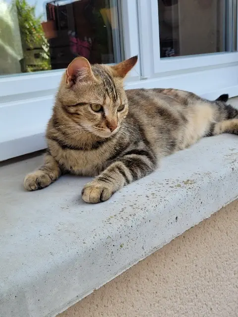 chatte reunited   86100 Châtellerault Rebelle