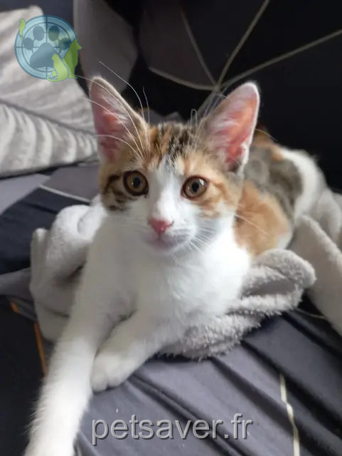 Katze reunited 86200 Loudun Simba