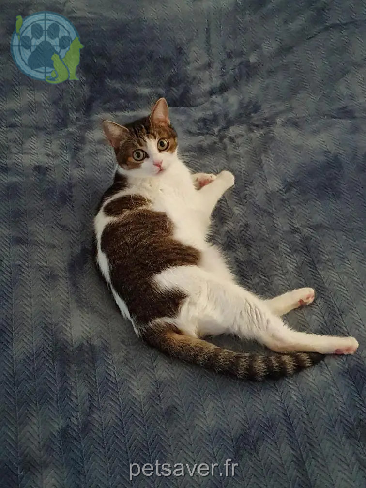 Chatte Perdue 87 Haute-Vienne - Choupie Chatte Perdue 87 Haute-Vienne - Choupie