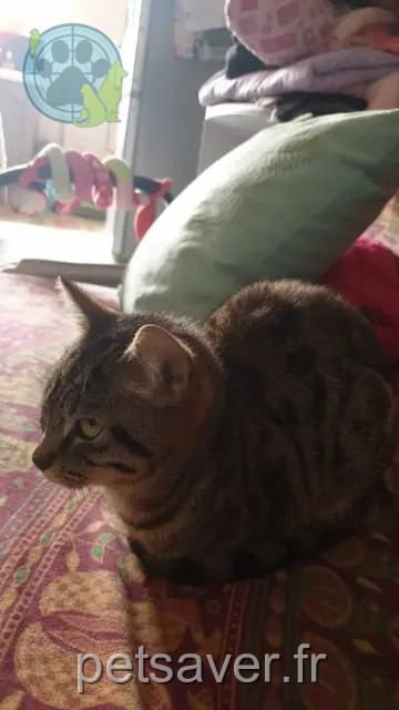 cat reunited 87230 Châlus Gigi