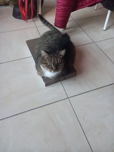 chatte reunited   87170 Isle Laya