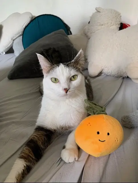 chatte reunited    Limoges AHRI