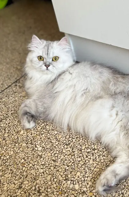 chatte reunited    Limoges Perle