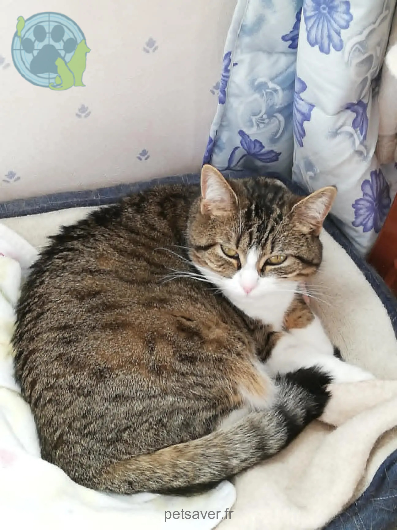 Chatte Perdue 87 Haute-Vienne Limoges - Praline Chatte Perdue 87 Haute-Vienne Limoges - Praline