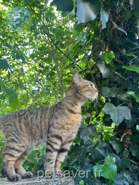chatte reunited Limoges Roskoe