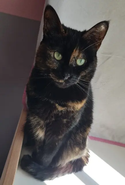 chatte reunited    Limoges Shelby