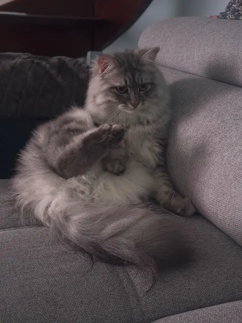 chatte reunited    Limoges Winter