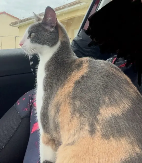 chatte reunited   87570 Rilhac-Rancon Sally