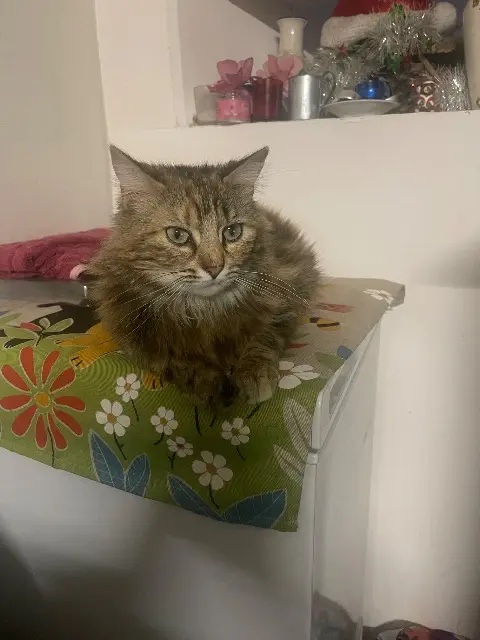 cat reunited   87800 La Roche-l'Abeille Sissi