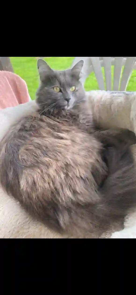 Chatte Trouvée 87 Haute-Vienne - Uby Chatte Trouvée 87 Haute-Vienne - Uby