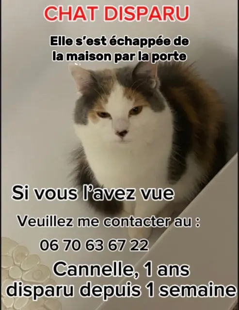 chatte reunited   88100 Pair-et-Grandrupt Cannelle
