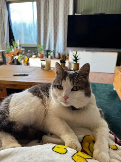 chatte reunited   88340 Le Val-d'Ajol Elie