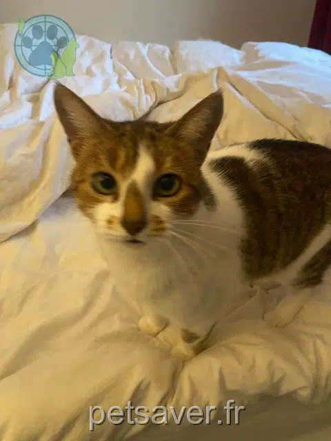 chatte reunited   88250 La Bresse Kucing
