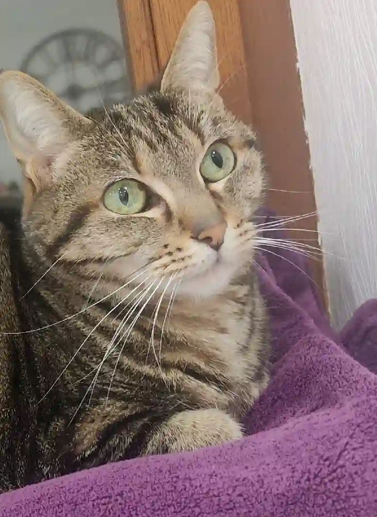 Chatte Trouvée 88 Vosges - Lila Chatte Trouvée 88 Vosges - Lila