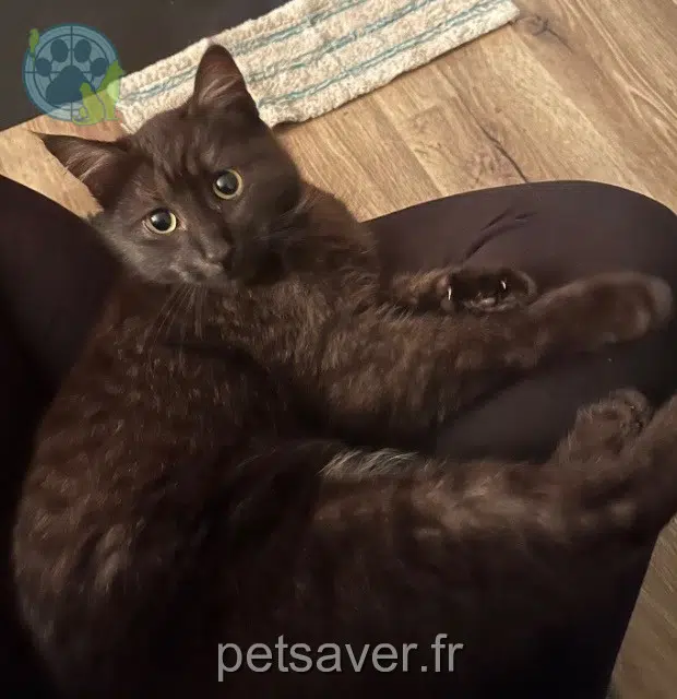 gata reunited 88200 Remiremont Mokka
