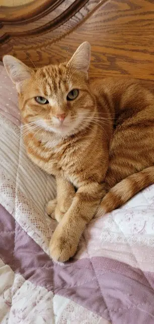 chatte reunited   88220 Uriménil Rubis