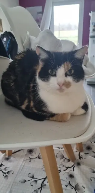 chatte reunited   88550 Pouxeux Vanille