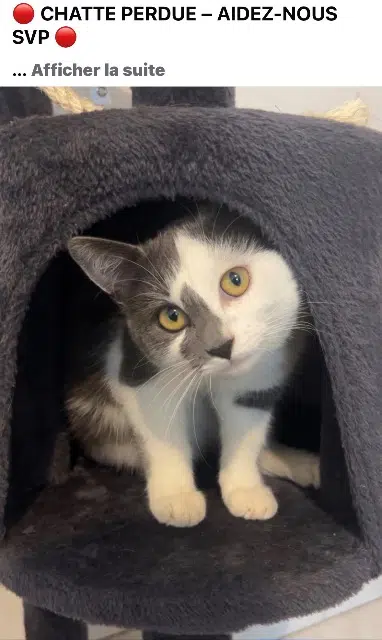 chatte reunited   89100 Sens Athena