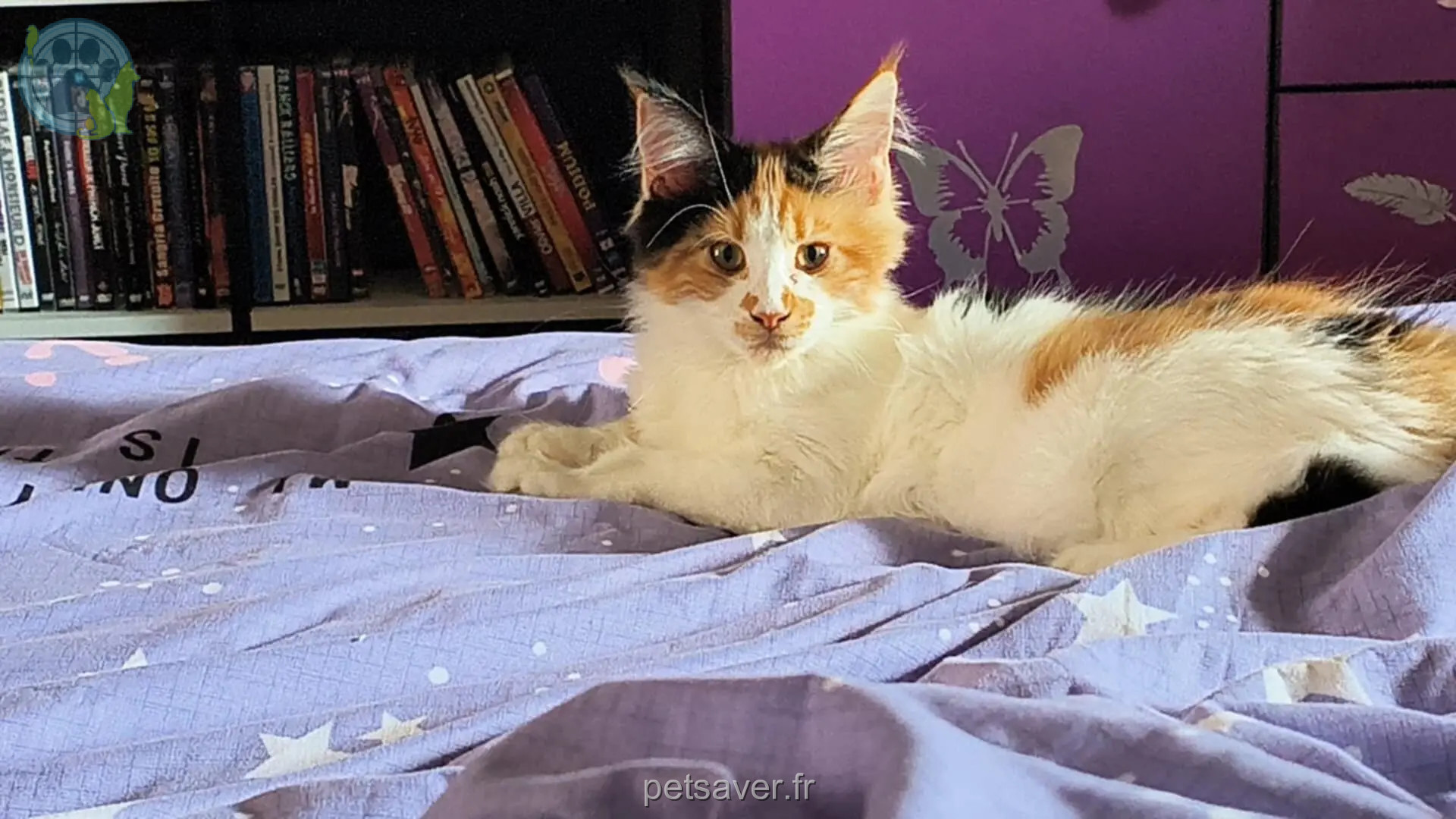 Chatte Perdue 89 Yonne - Chipie Chatte Perdue 89 Yonne - Chipie