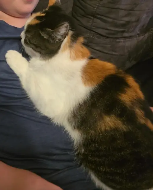 chatte reunited   89320 Vaudeurs Inoa